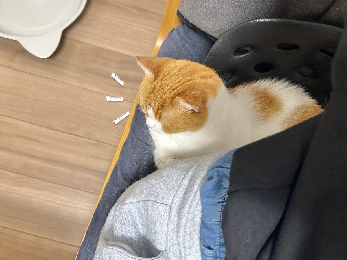 くっつき猫るるちゃん2