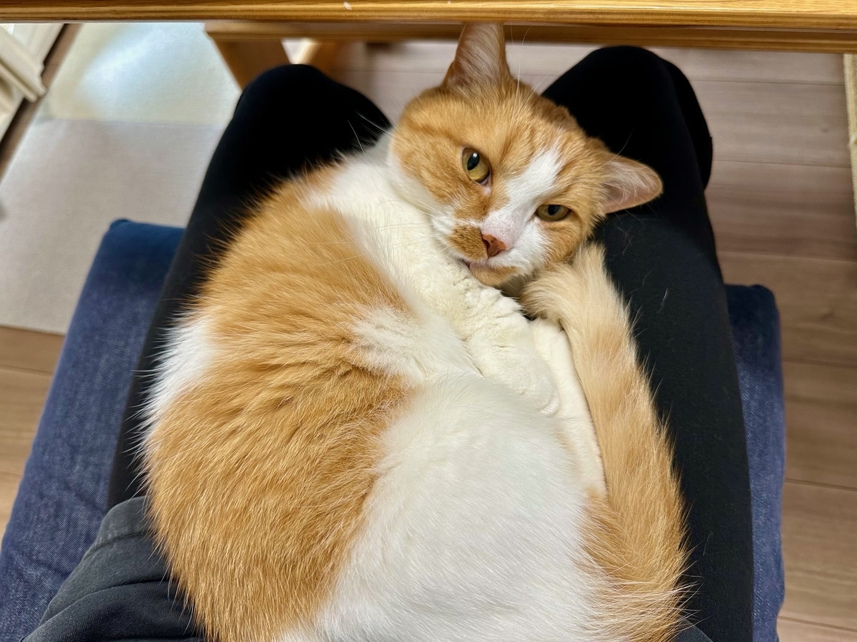 お膝猫るるちゃん