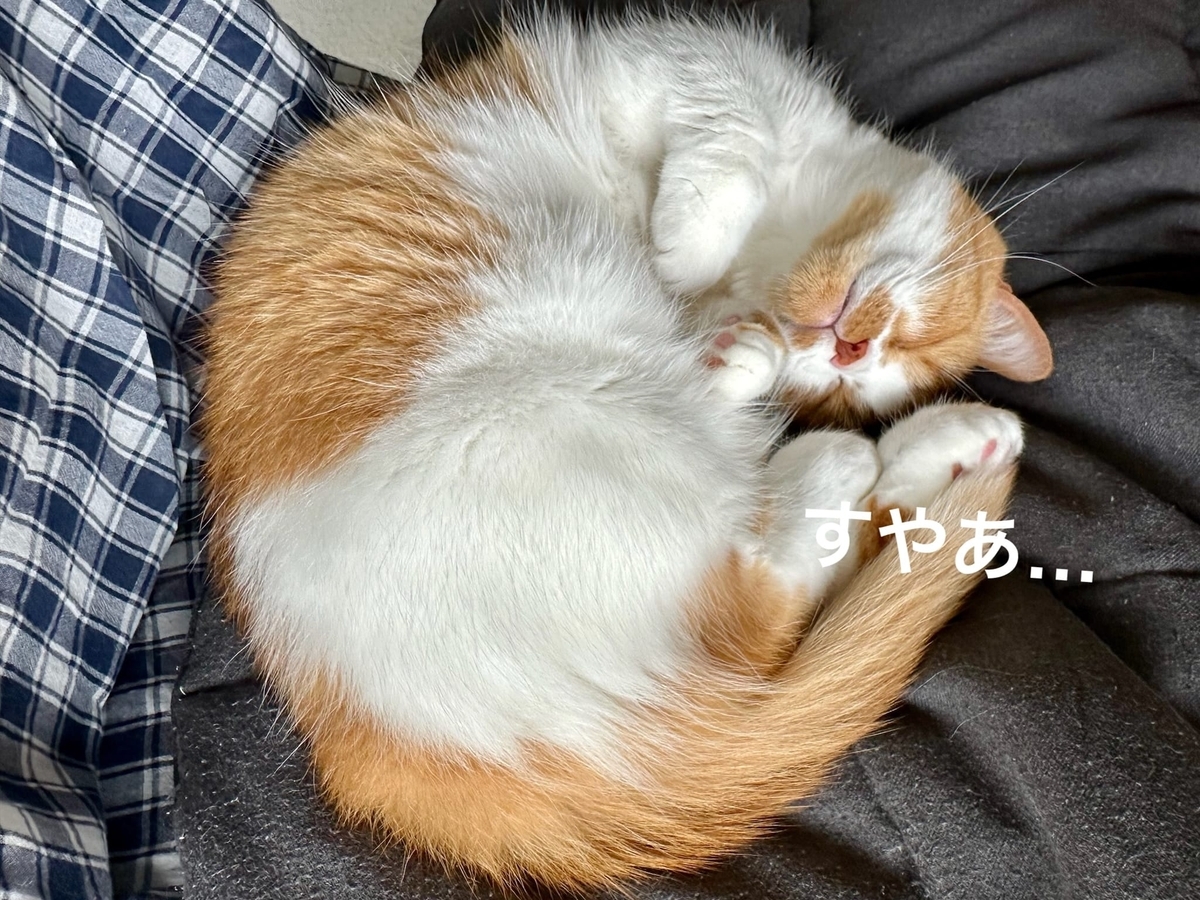 お昼寝中のるるちゃん2