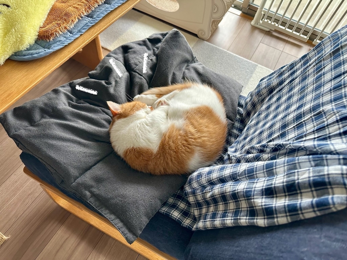 お昼寝中のるるちゃん1