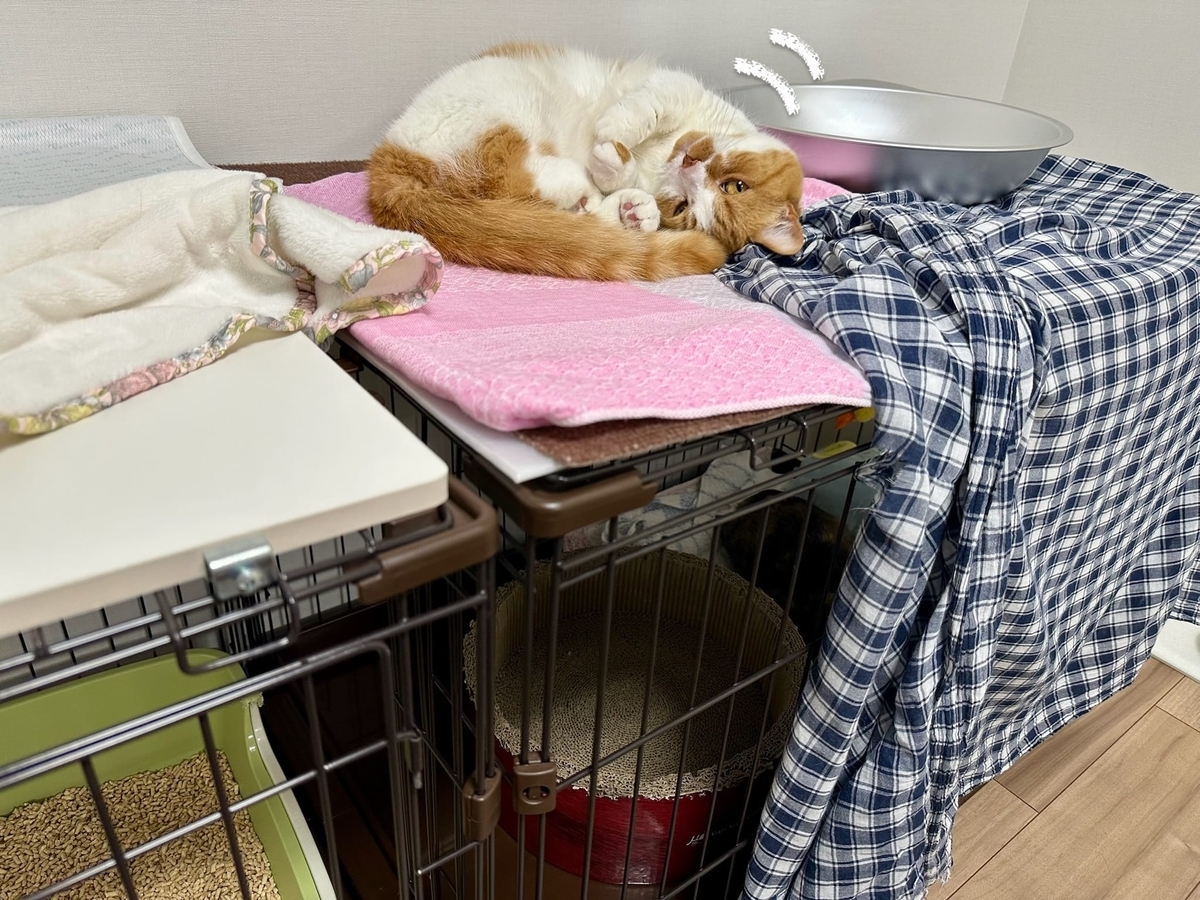 ケージの上のるるちゃん