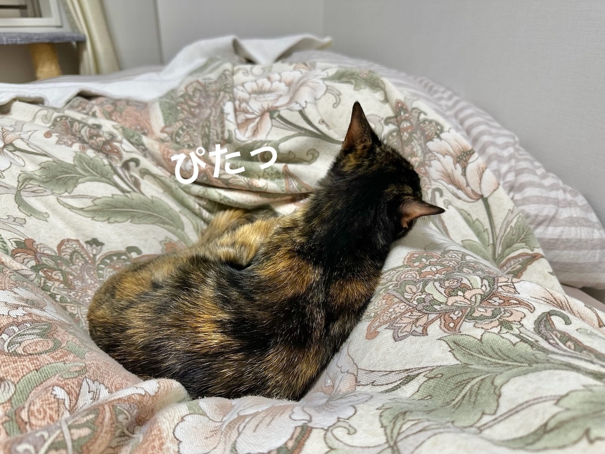 飼い主に添い寝するもなちゃん1