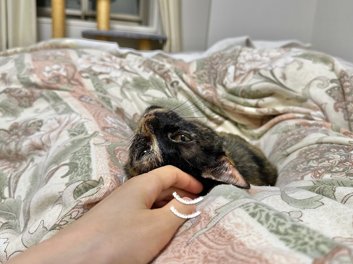 飼い主に添い寝するもなちゃん3