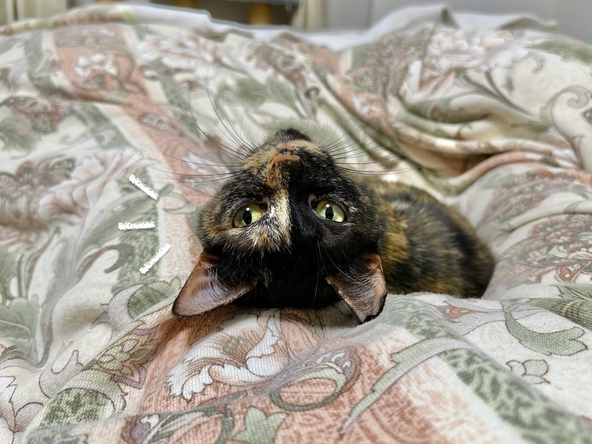 飼い主に添い寝するもなちゃん2