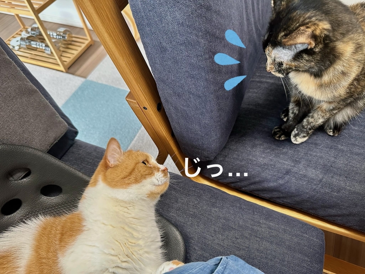 もなちゃんを見つめるるるちゃん3