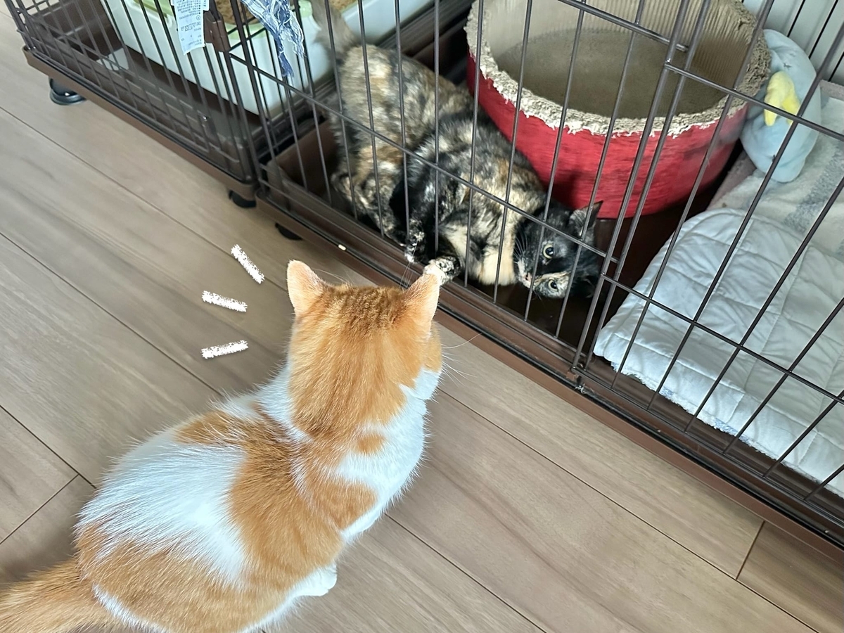 もなちゃんを見つめるるるちゃん2