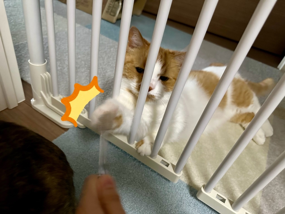 ちょっかいだしるるちゃん2