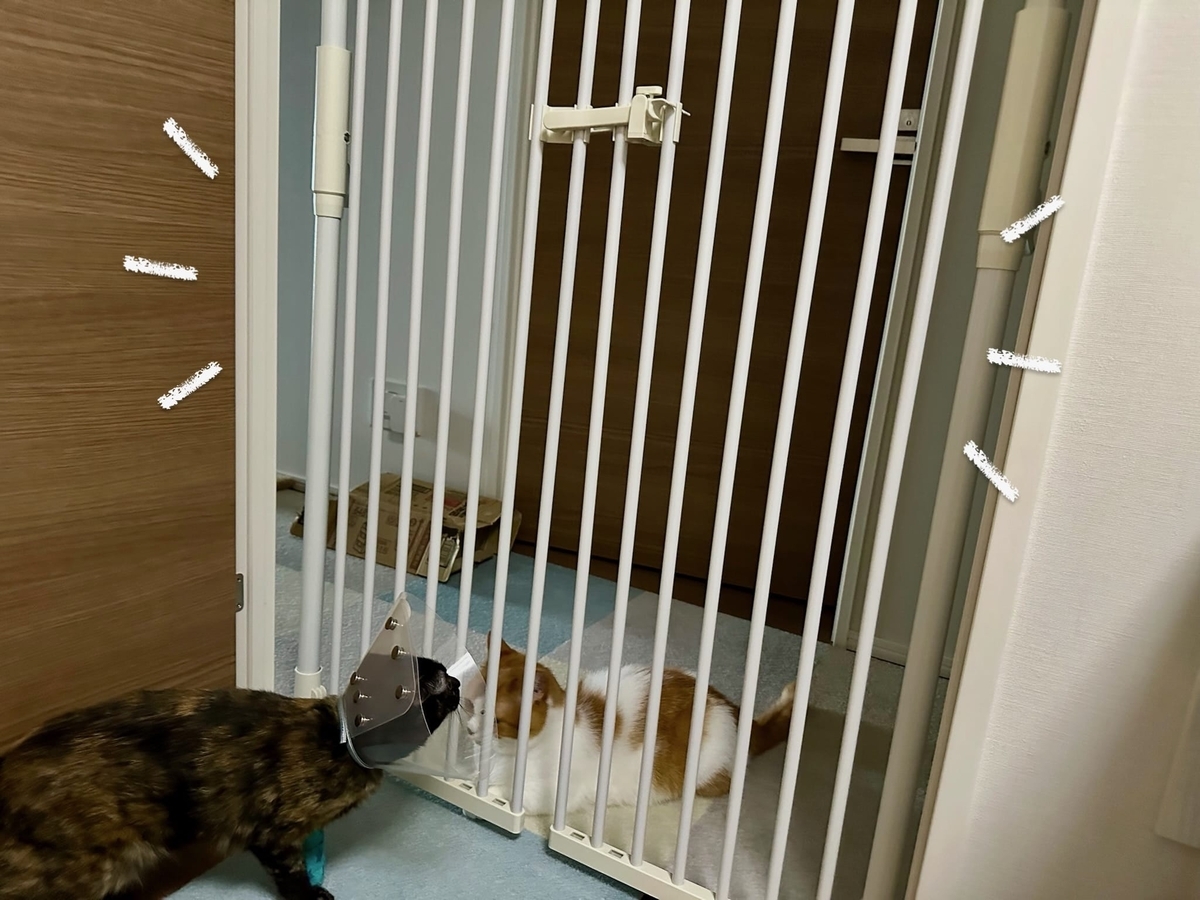 のぼれんニャン