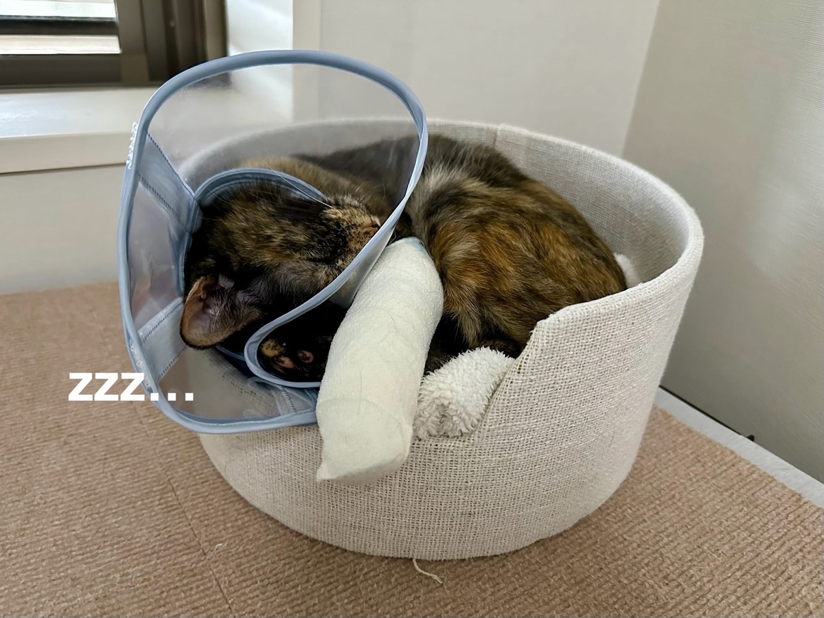 寝床のもなちゃん4