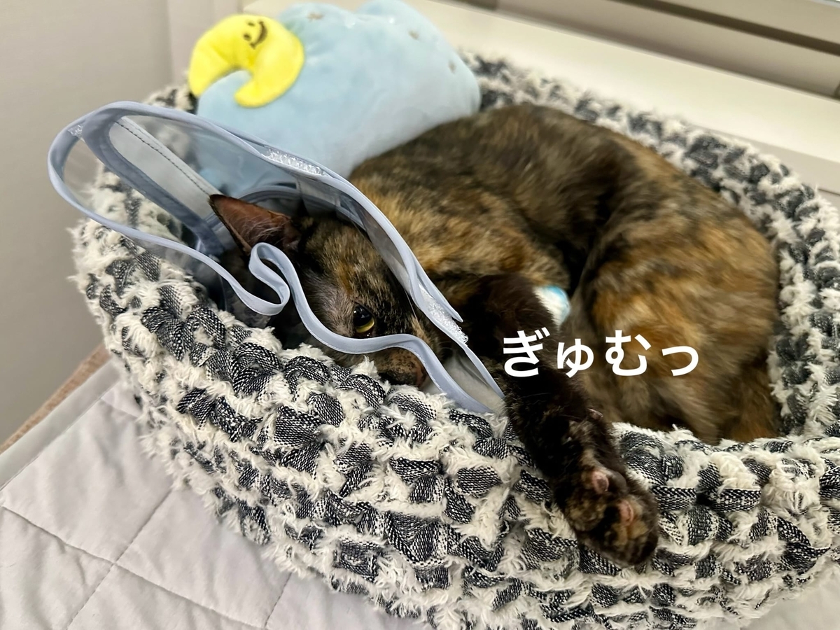 寝床のもなちゃん3