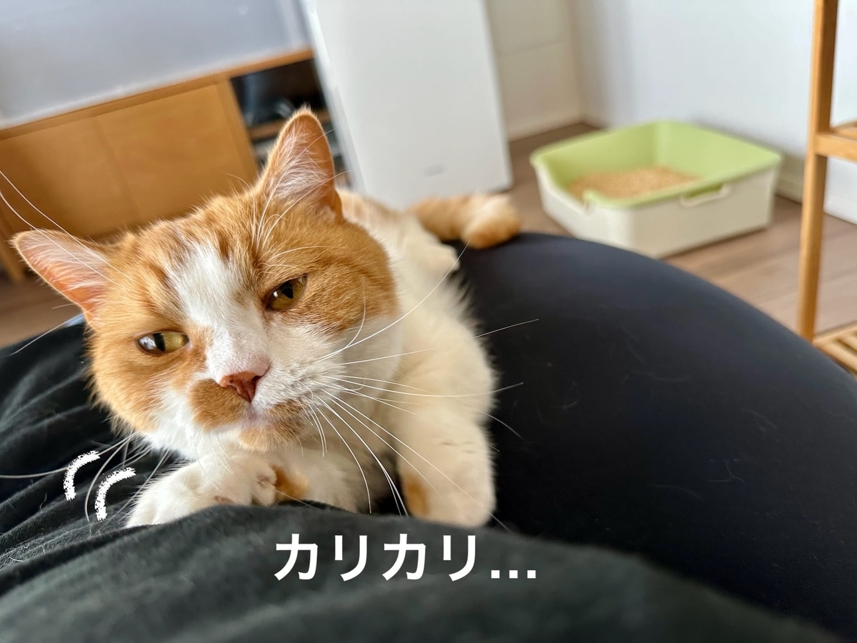 背中で爪とぎするるるちゃん
