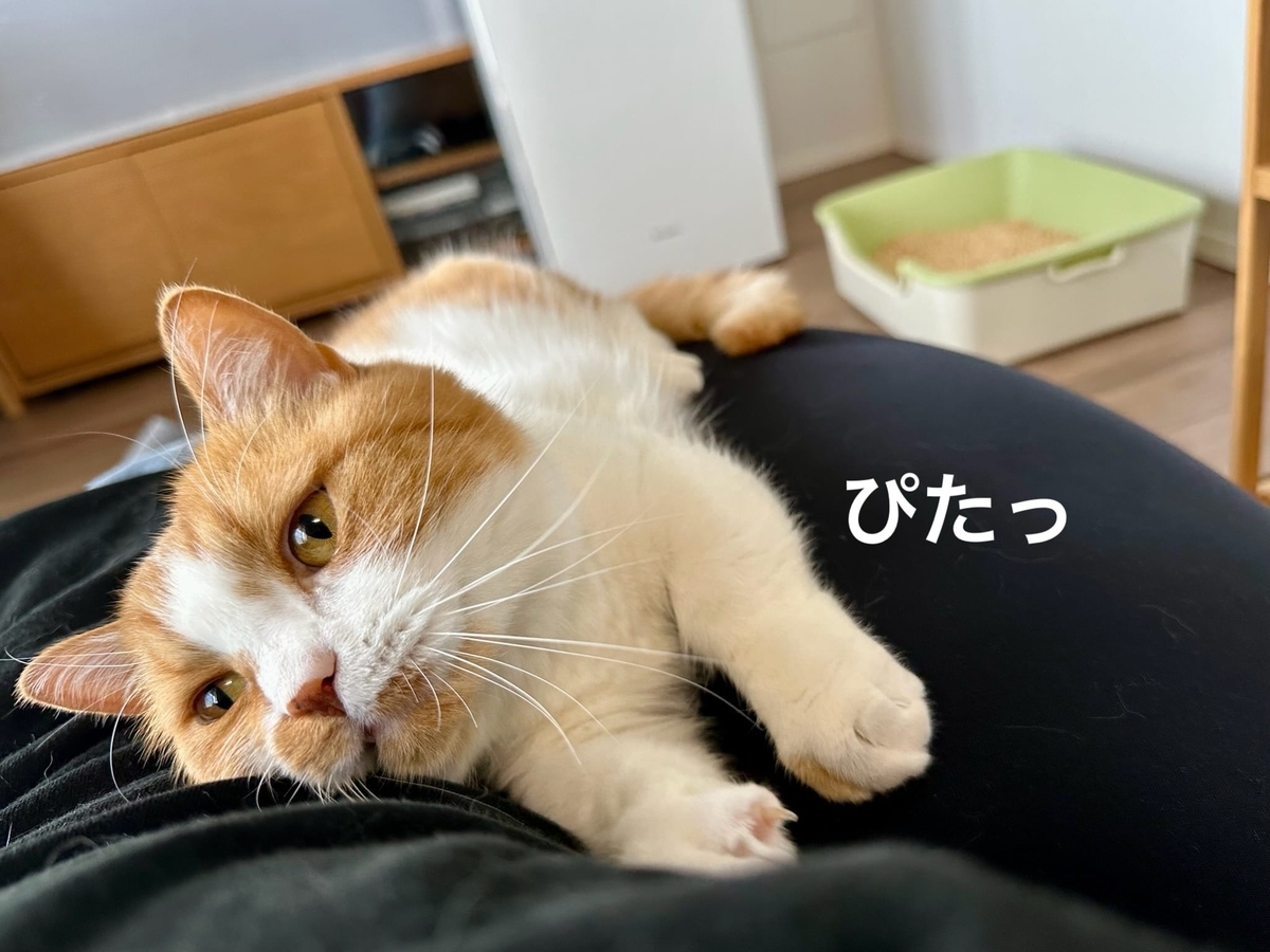 背中にくっつくるるちゃん