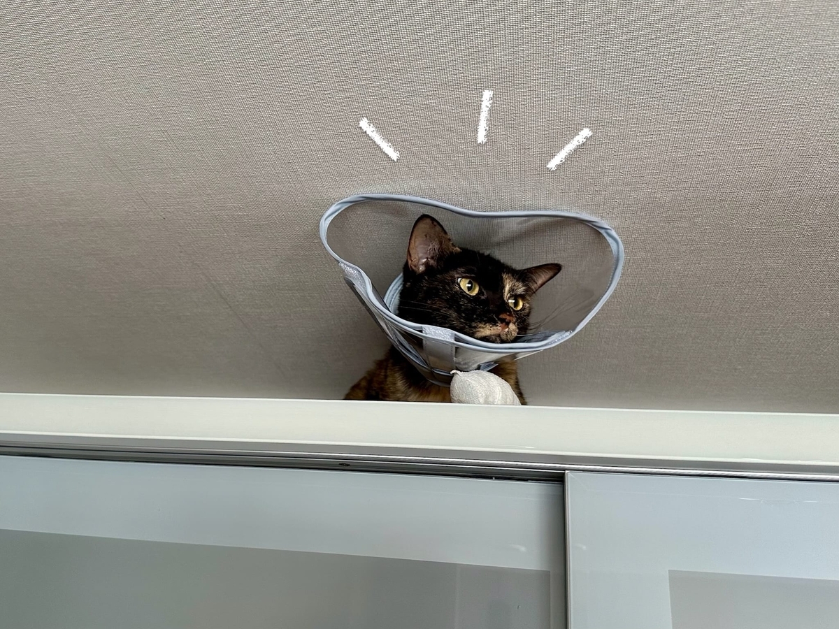 天下とったもなちゃん