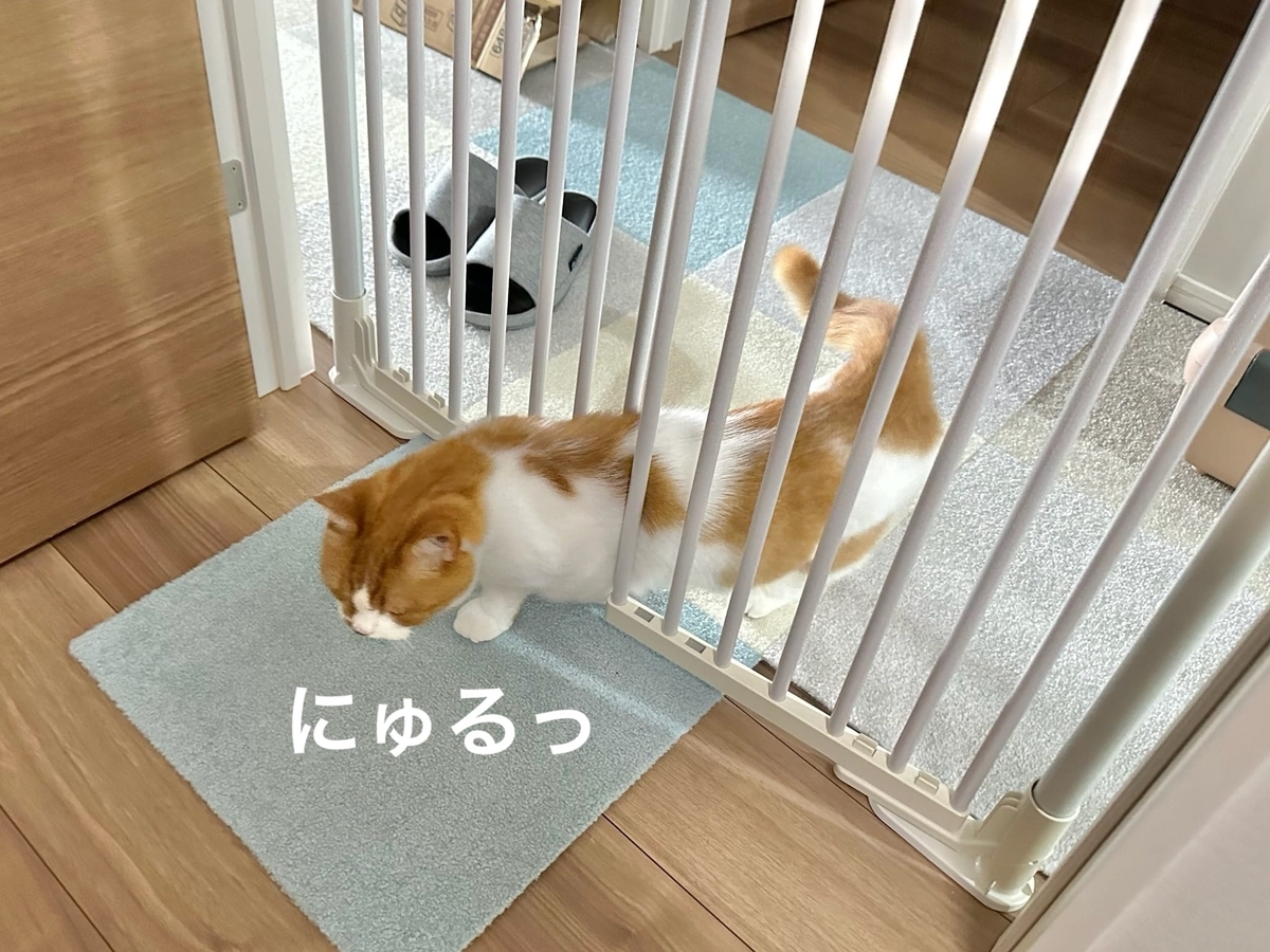 ゲートをすり抜けるるるちゃん