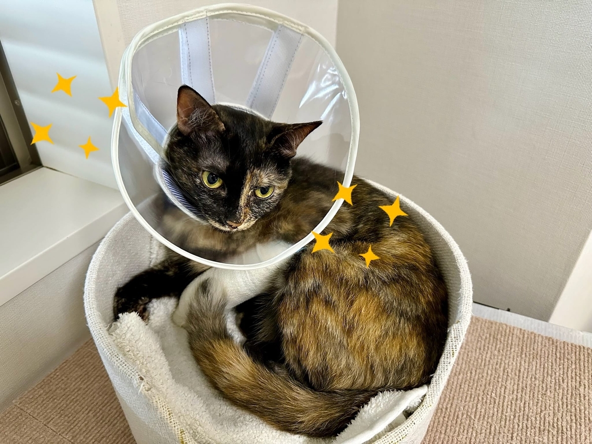 エリザベスカラー姿のもなちゃん
