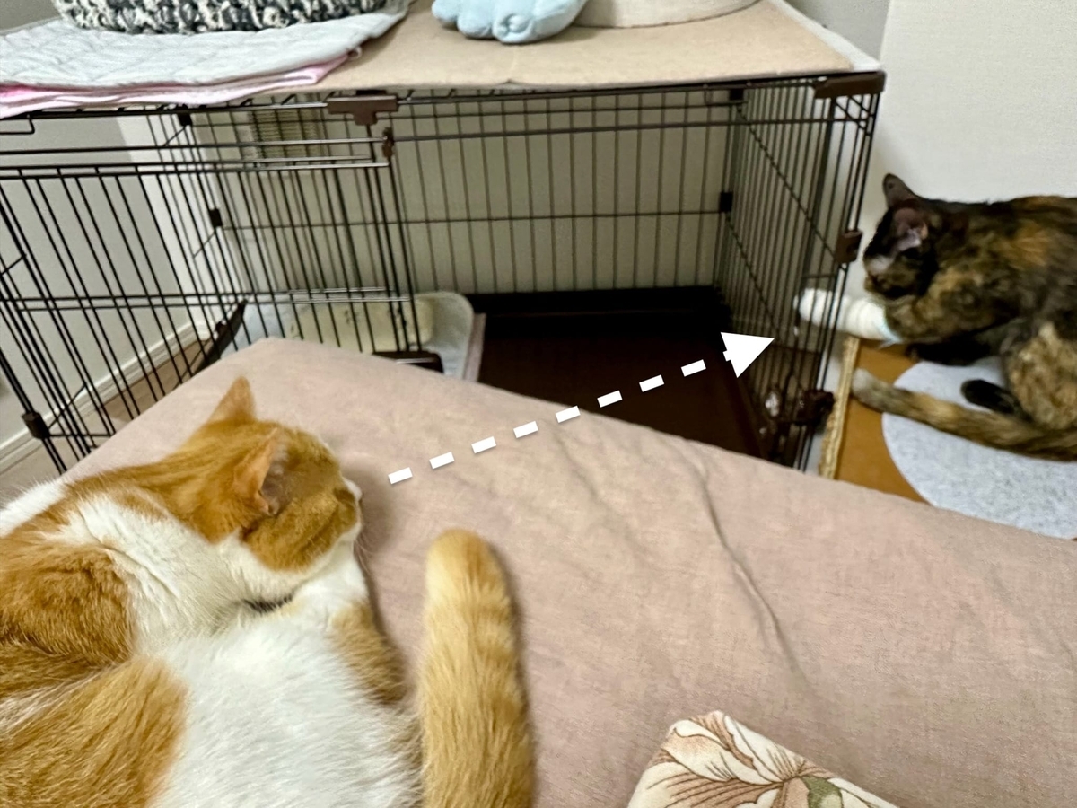 もなちゃんを見つめるるるちゃん