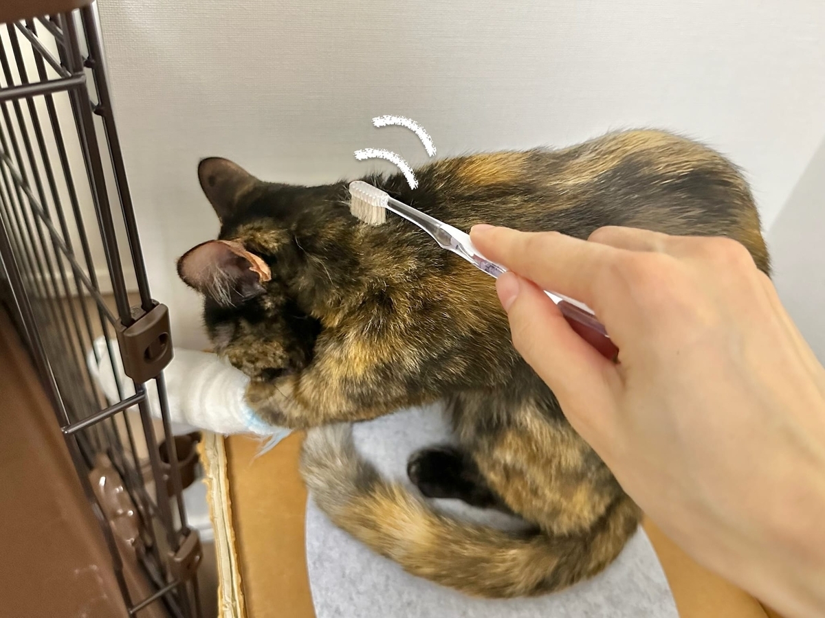 グルーミング中のもなちゃん