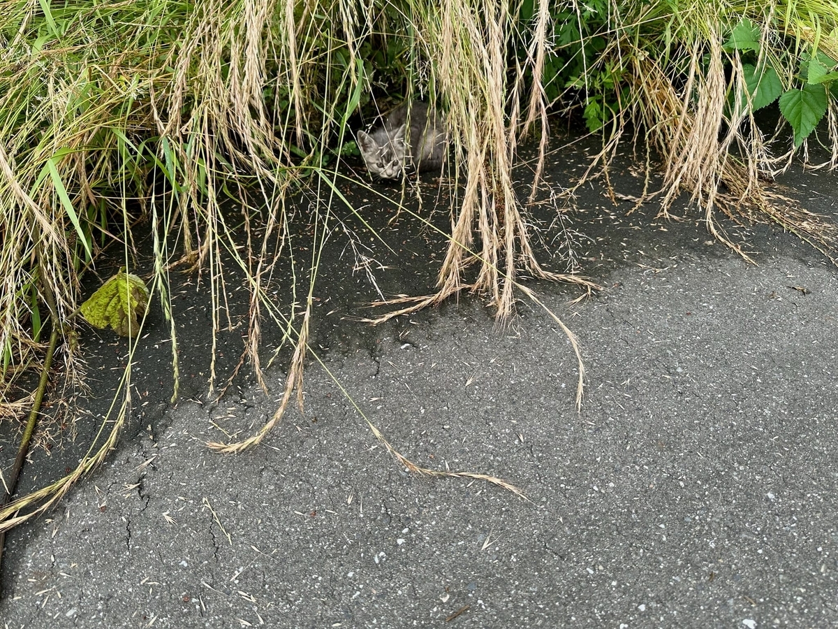 お外の子猫ちゃん1