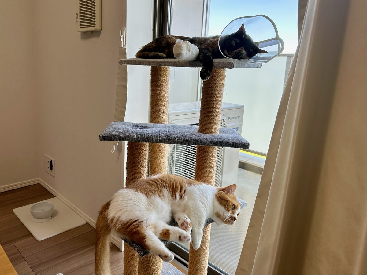 窓辺のるるもな