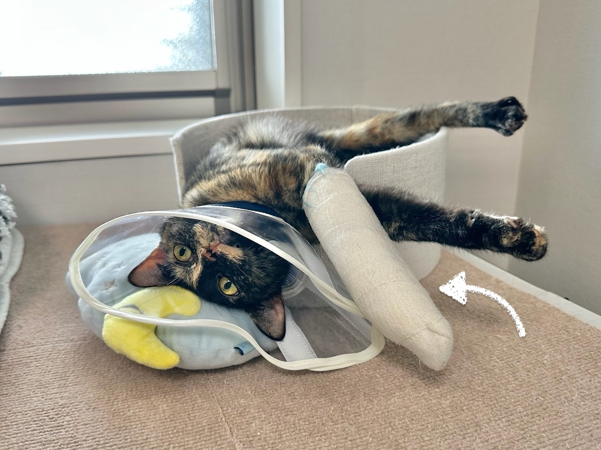 包帯姿のもなちゃん