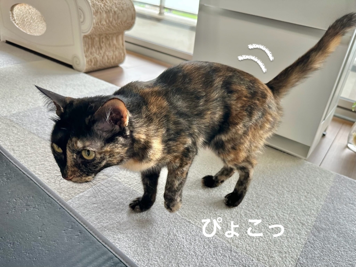 片足をあげて歩くもなちゃん