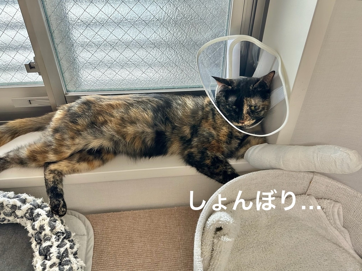 落ち込むもなちゃん