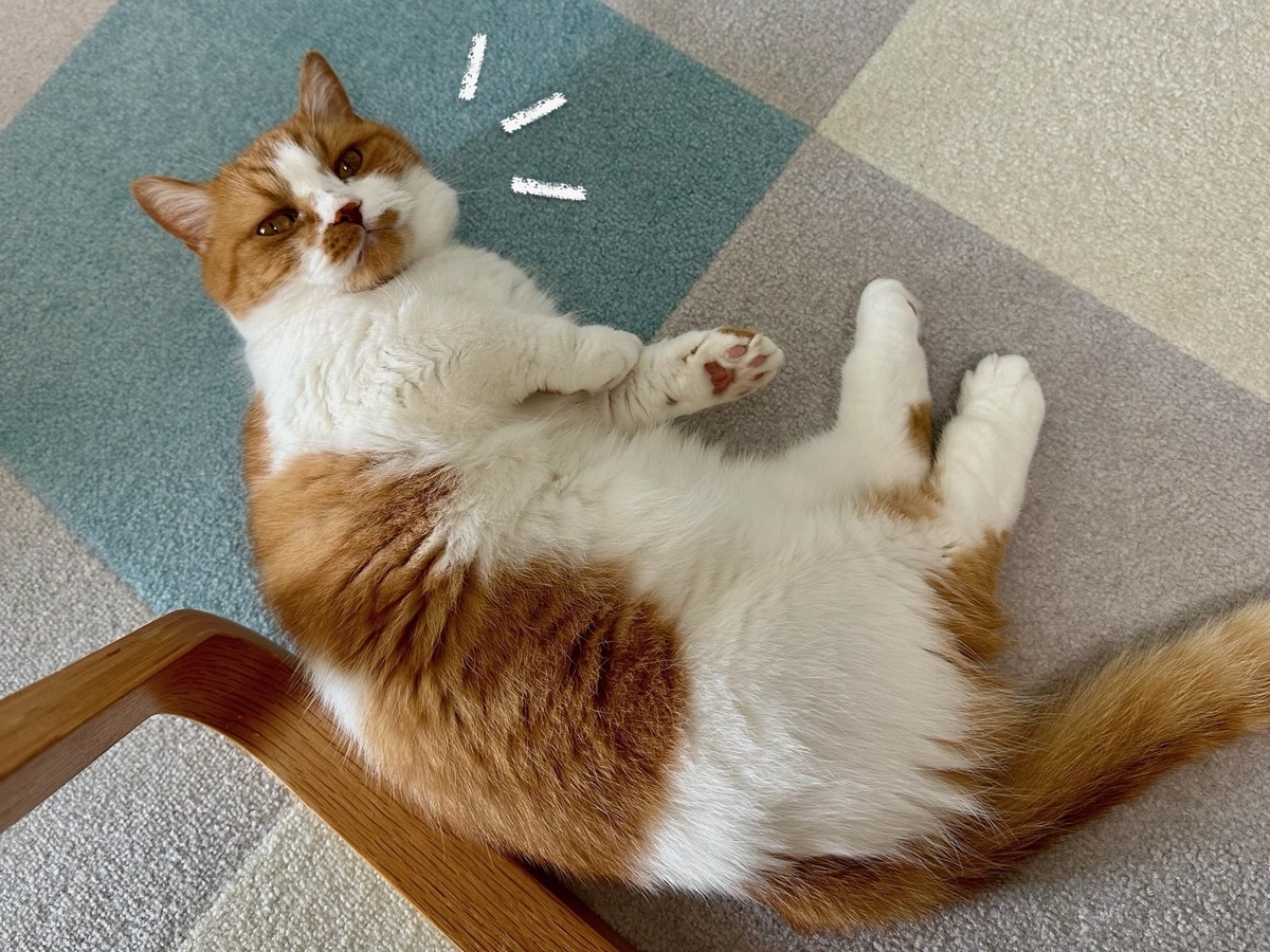 床に転がるるるちゃん
