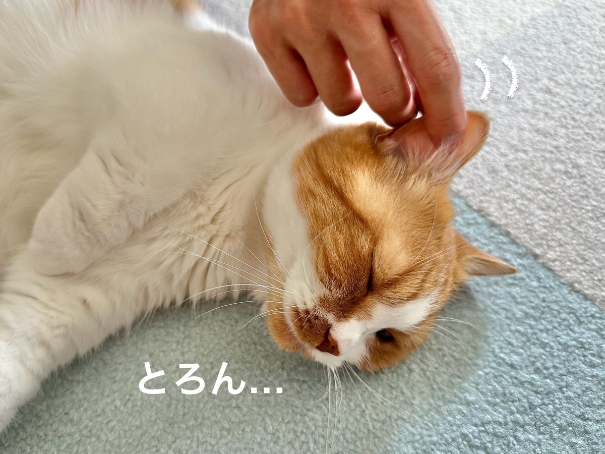 なでなでタイムのるるちゃん3