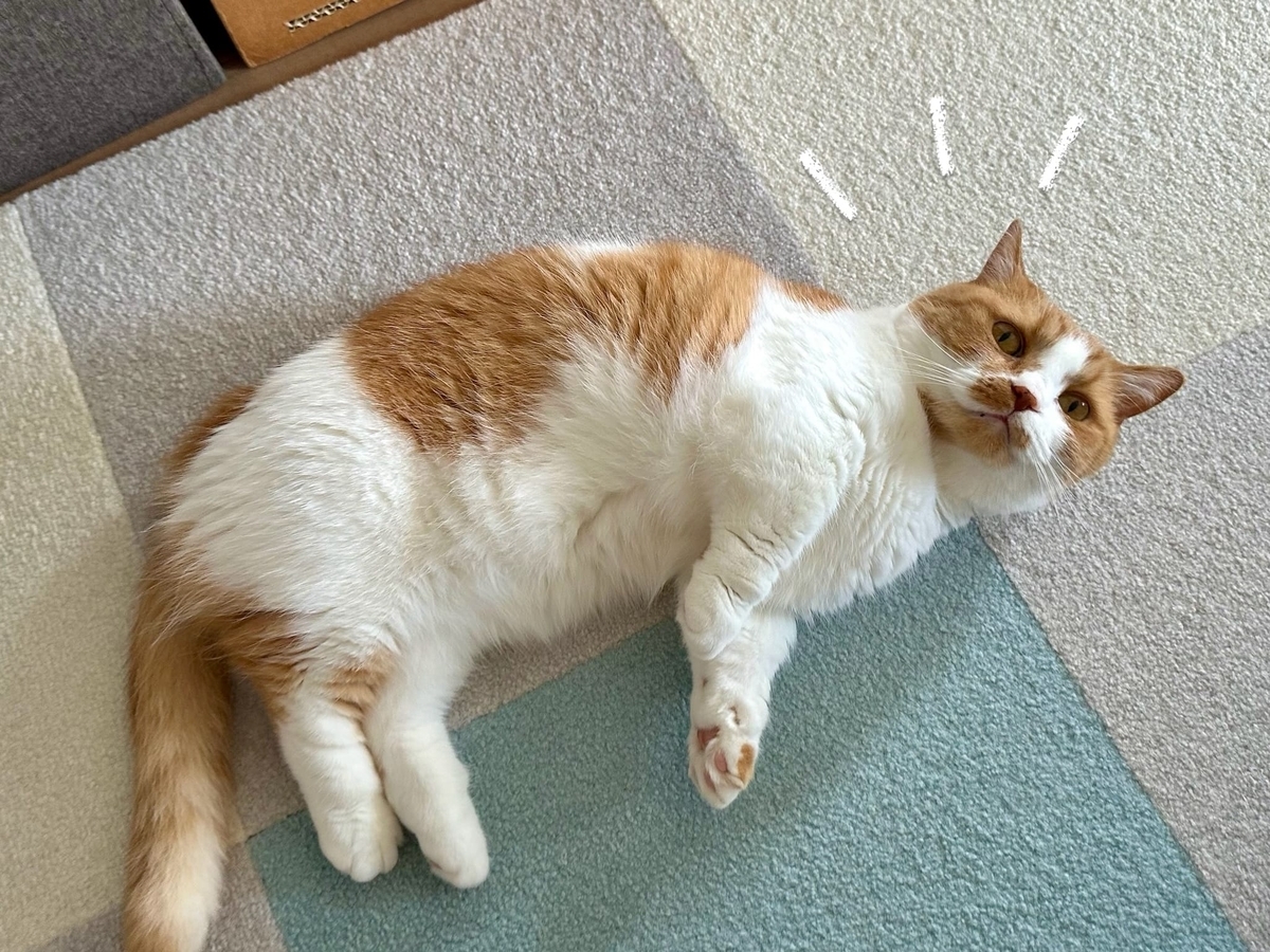 床に転がるるるちゃん