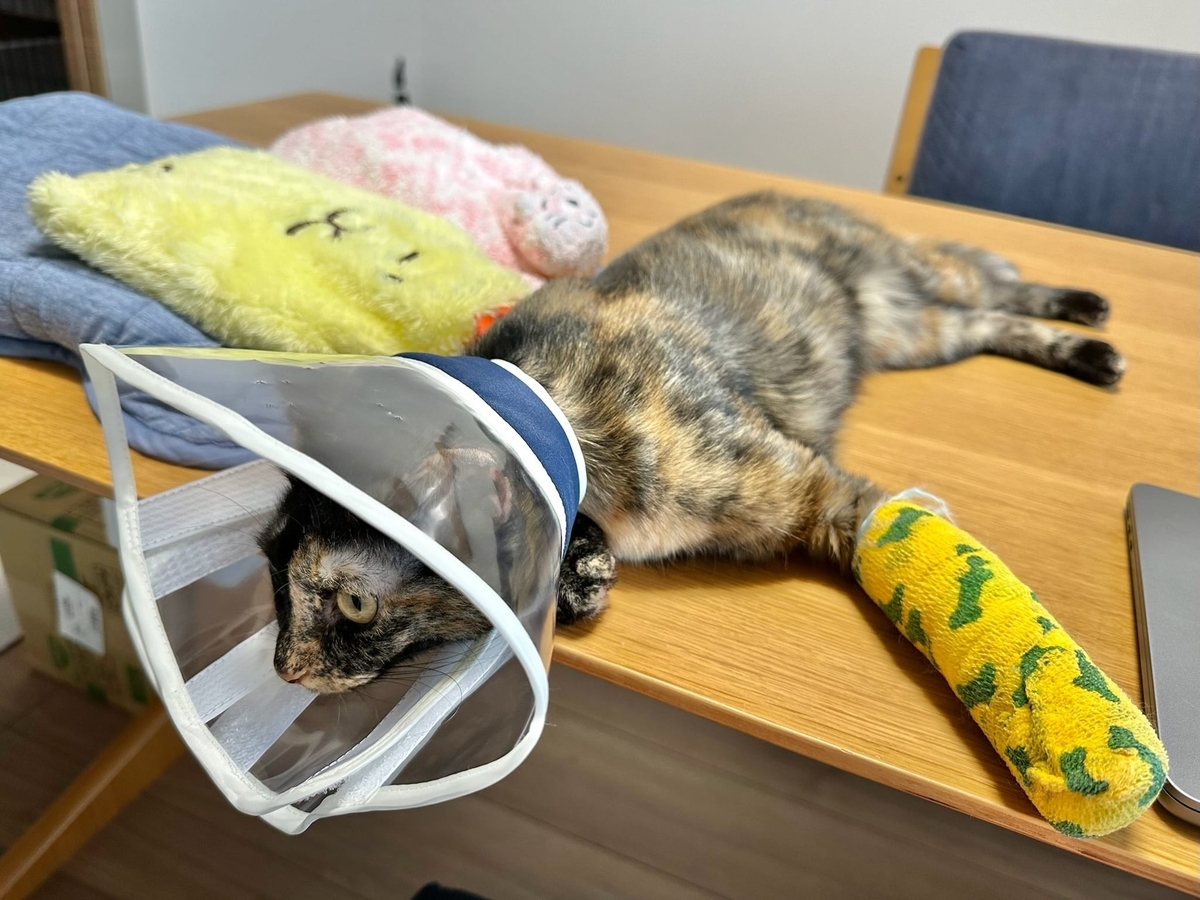 くつろぎタイムのもなちゃん