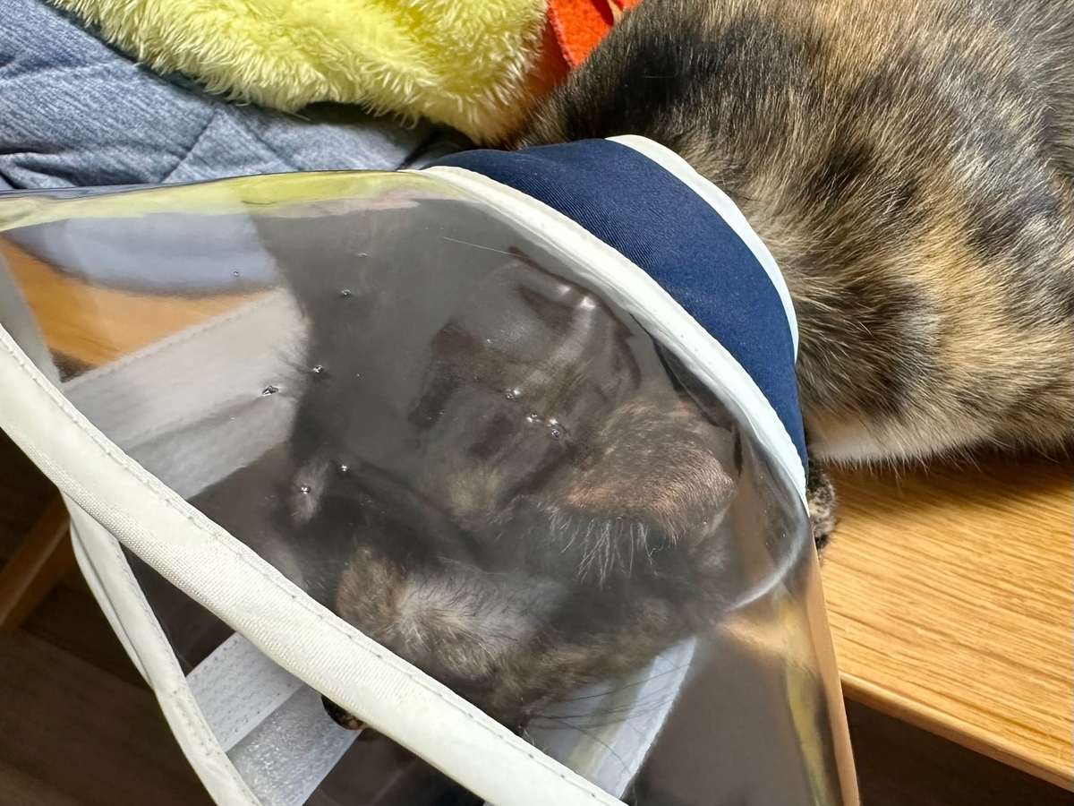 穴のあいたカラー