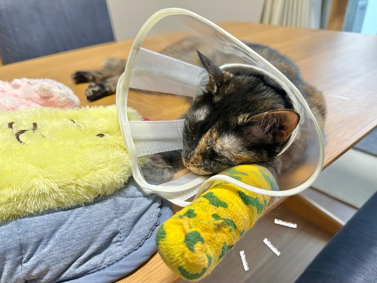 包帯を枕にするもなちゃん