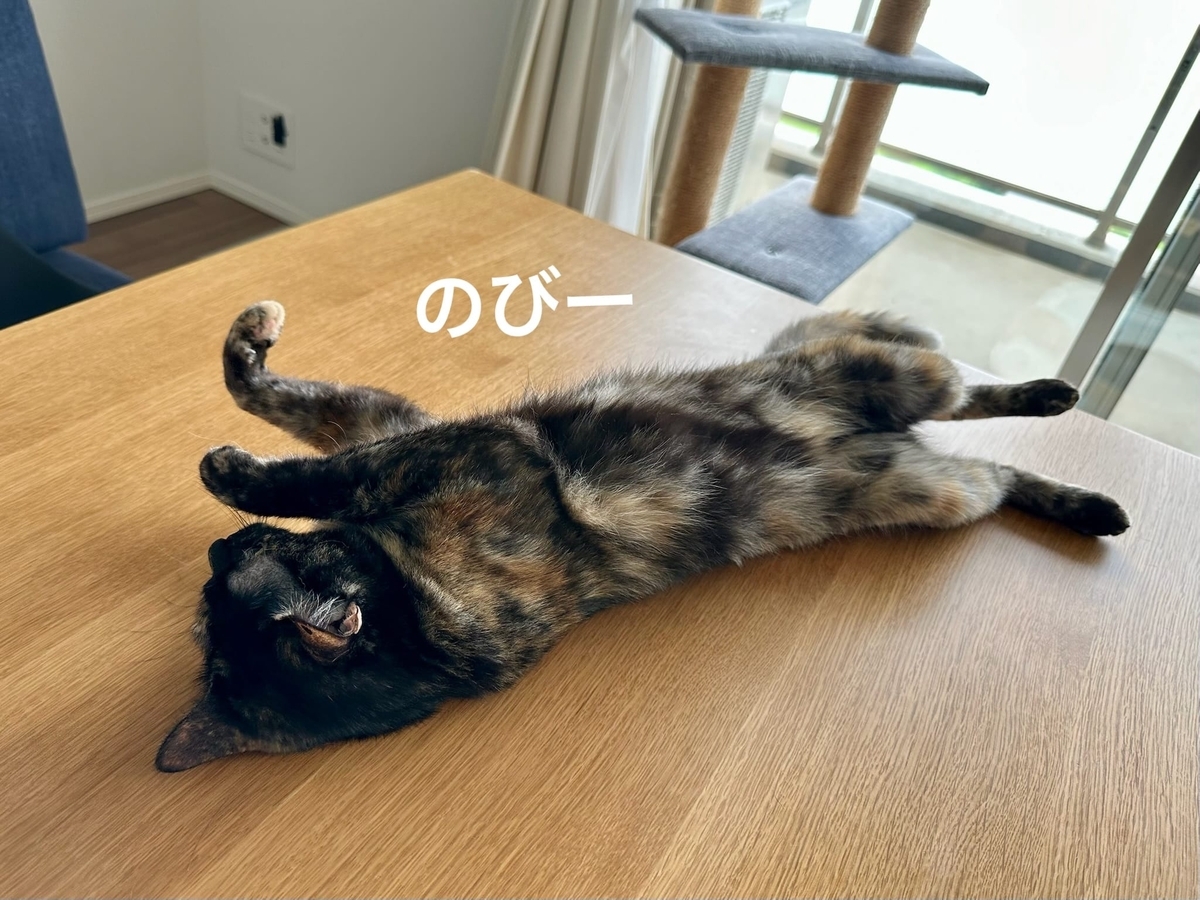 テーブルに転がるもなちゃん2
