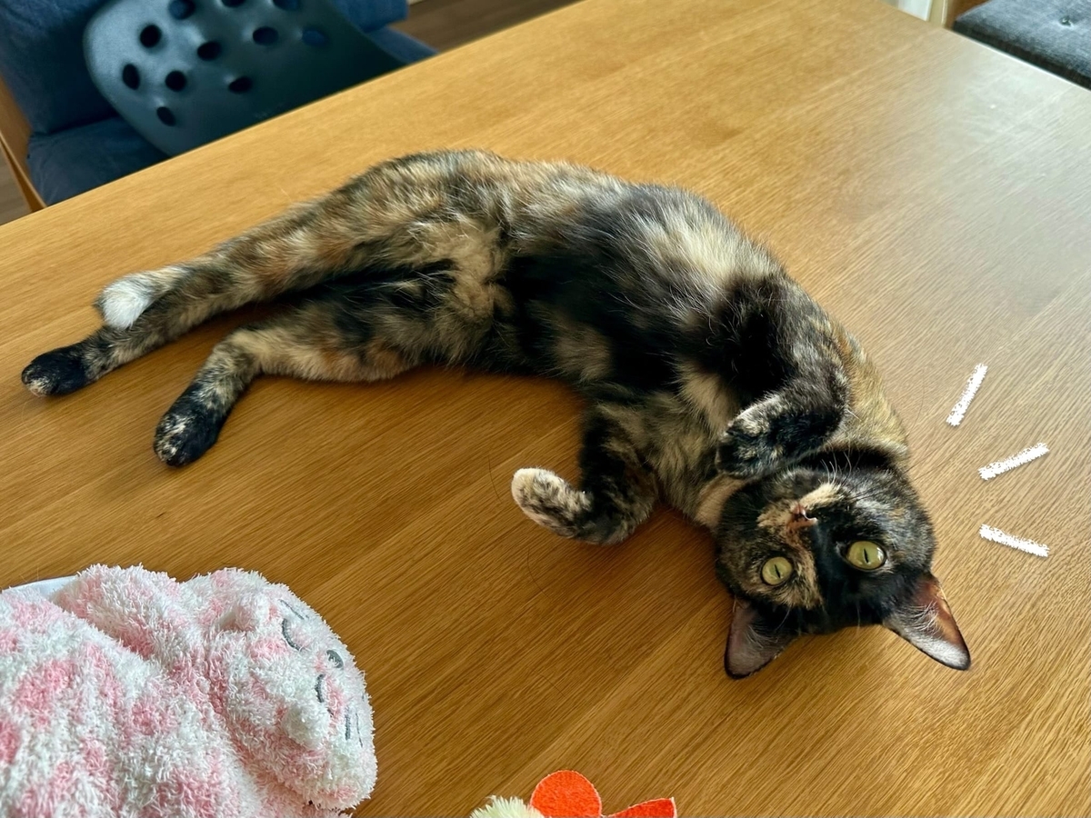 テーブルに転がるもなちゃん1