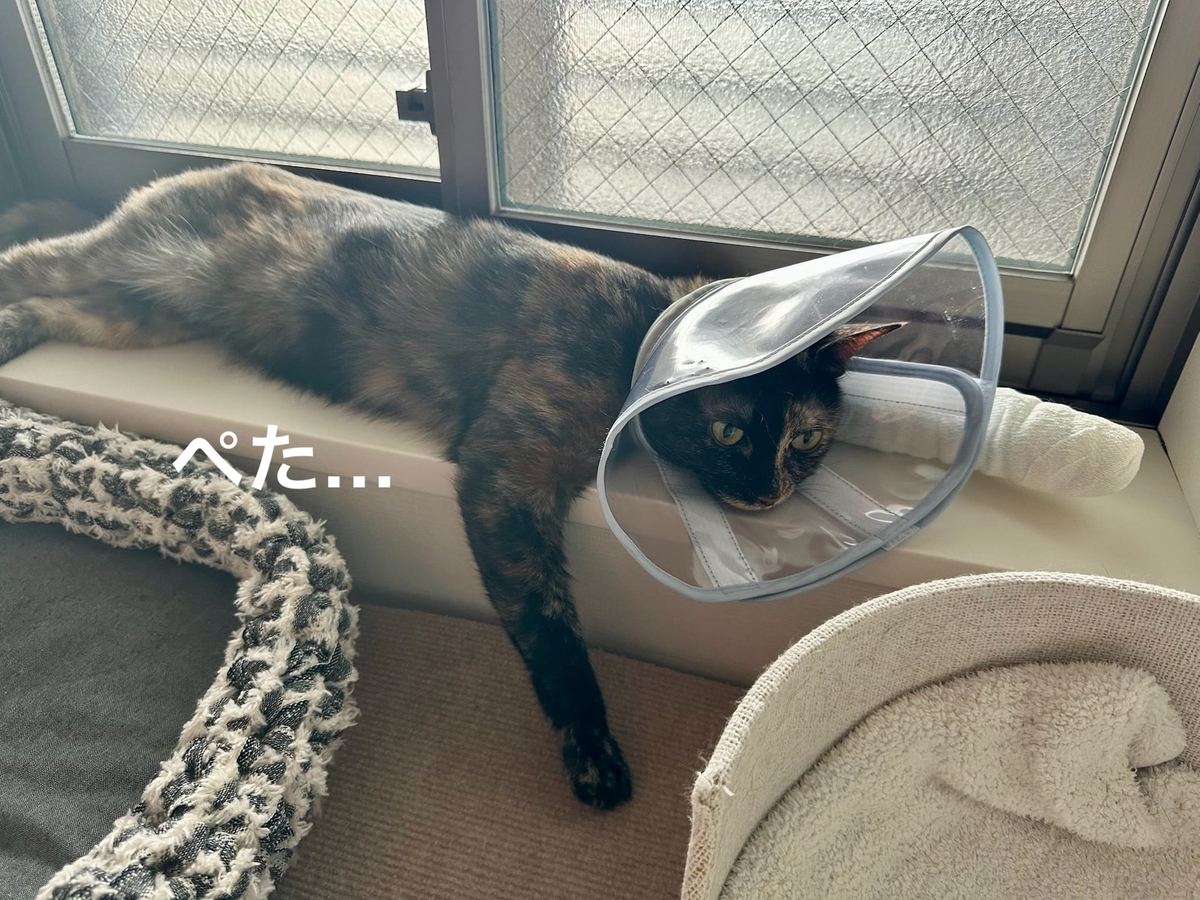 脱力もなちゃん
