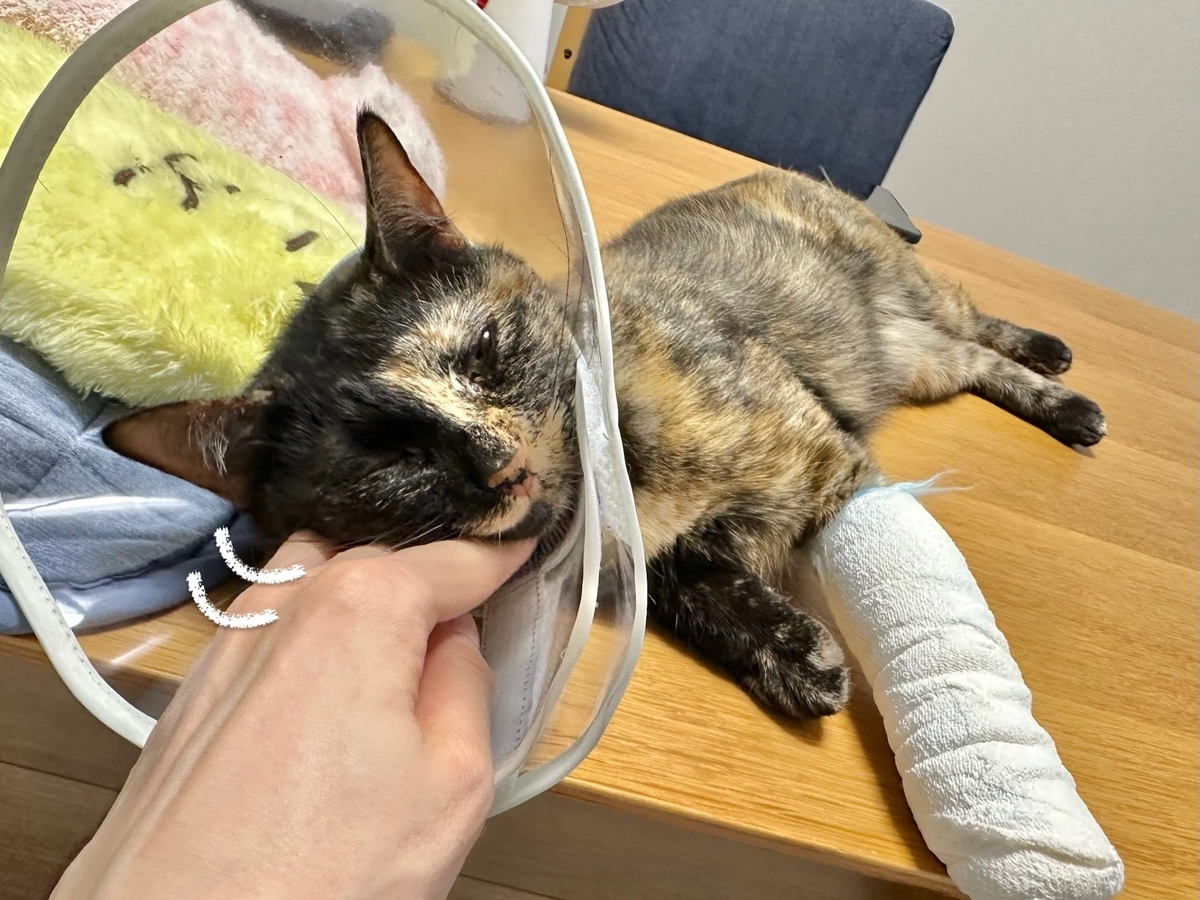 なでなでタイムのもなちゃん