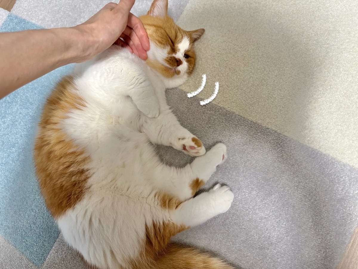 なでなでタイムのるるちゃん