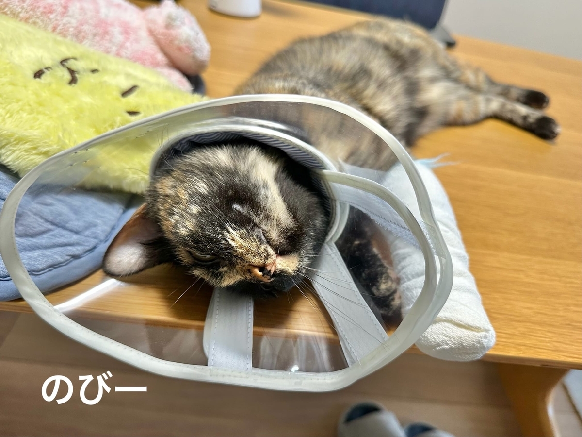 転がるもなちゃん