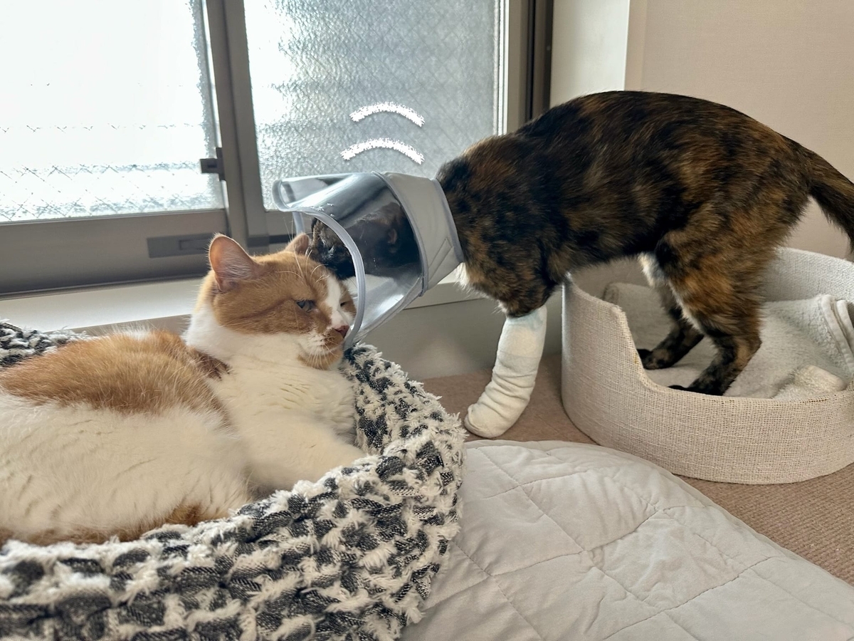 距離近めのるるもな2