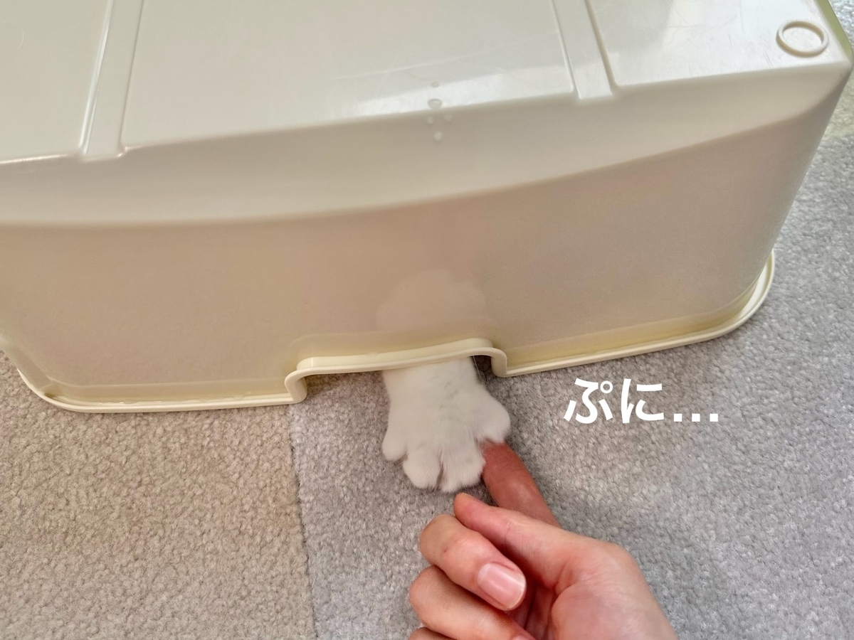 洗ったおトイレで遊ぶるるもな4