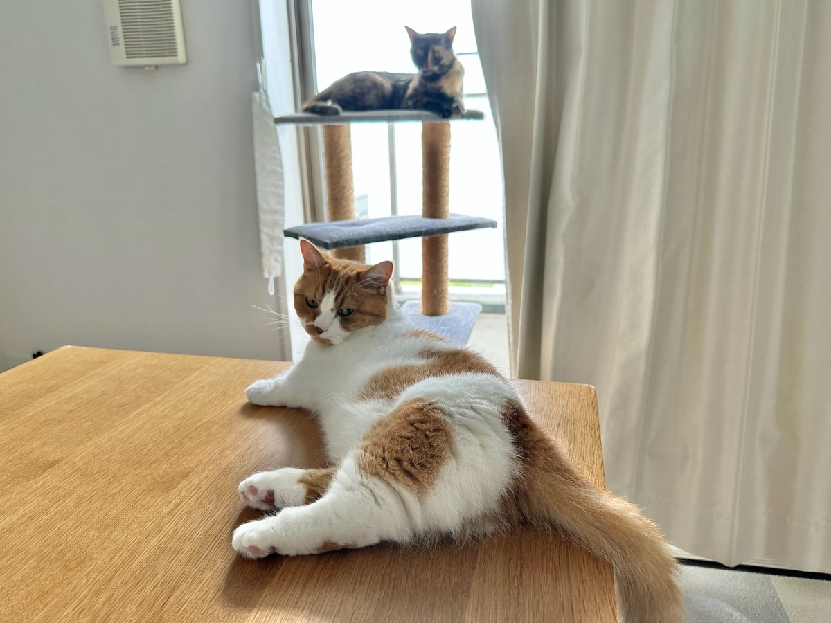 まったりタイムのるるもな1