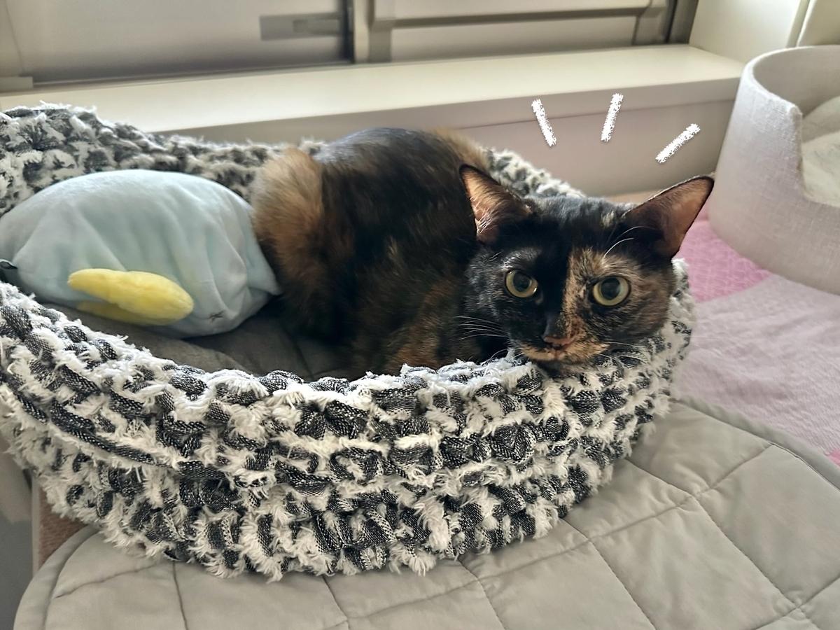 新しいベッドでくつろぐもなちゃん