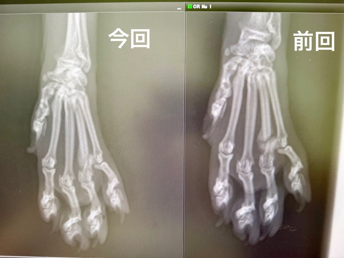 もなちゃんのレントゲン写真