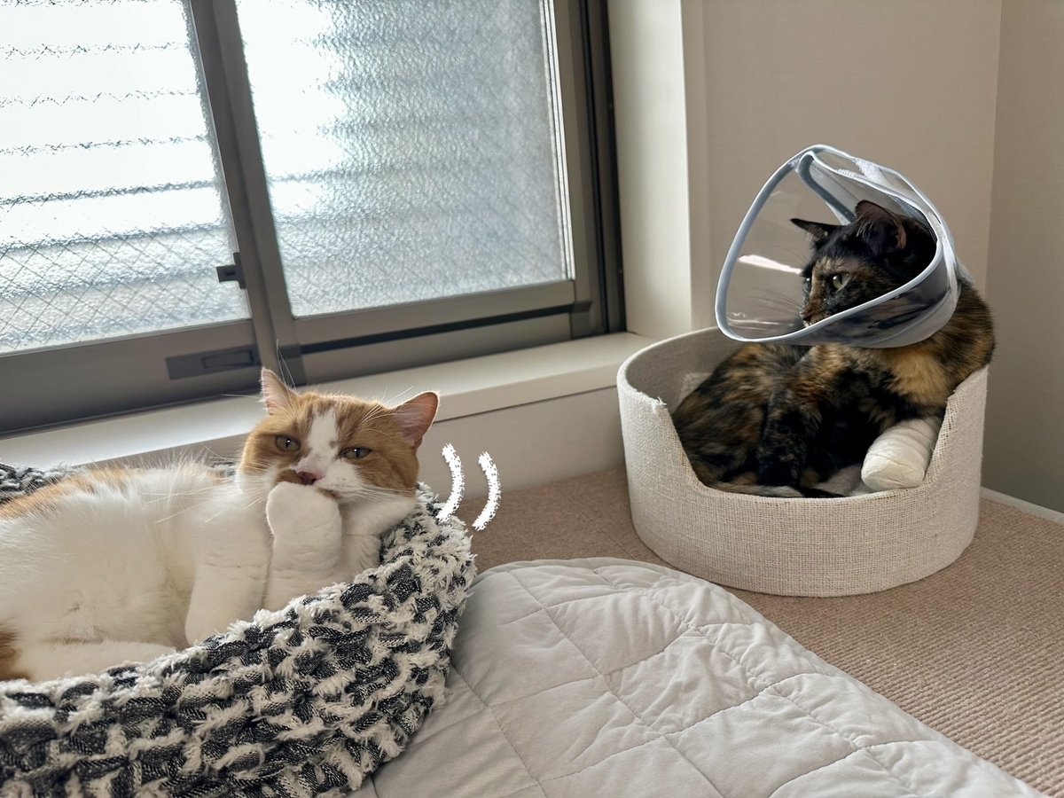 窓辺のるるもな
