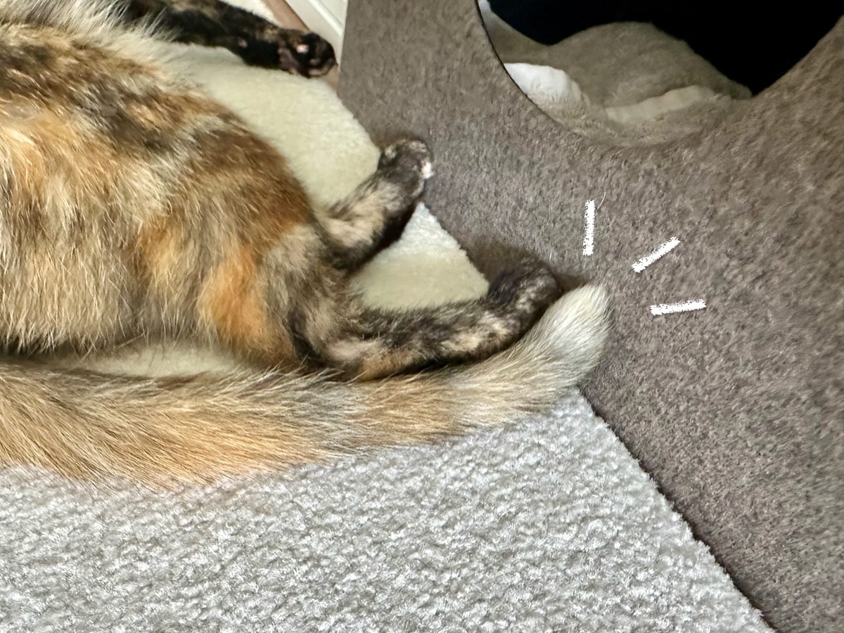 もなちゃんのしっぽ