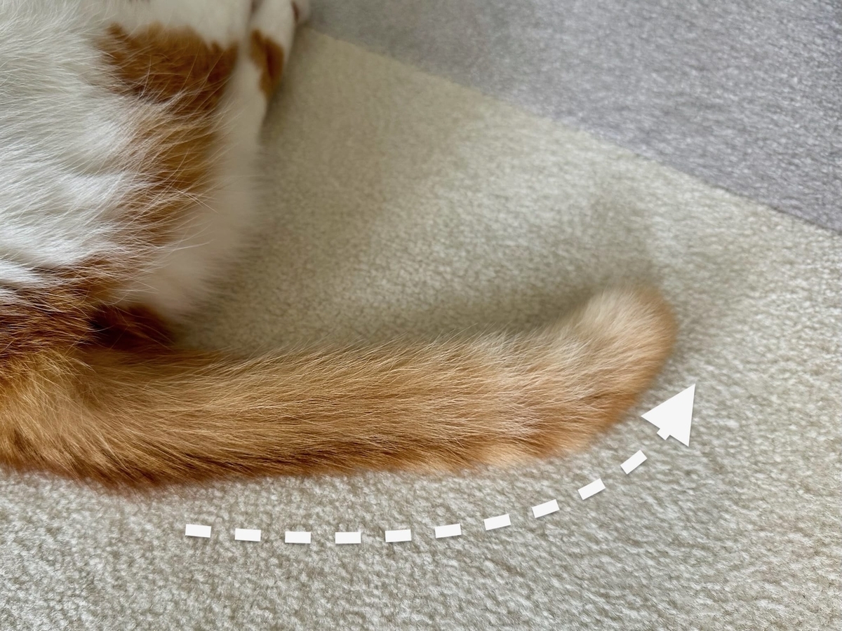 るるちゃんのしっぽ