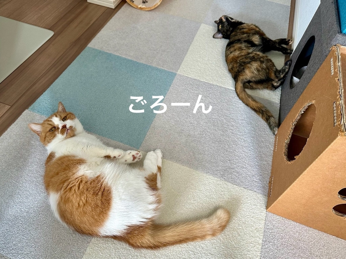 床に転がるるるもな1