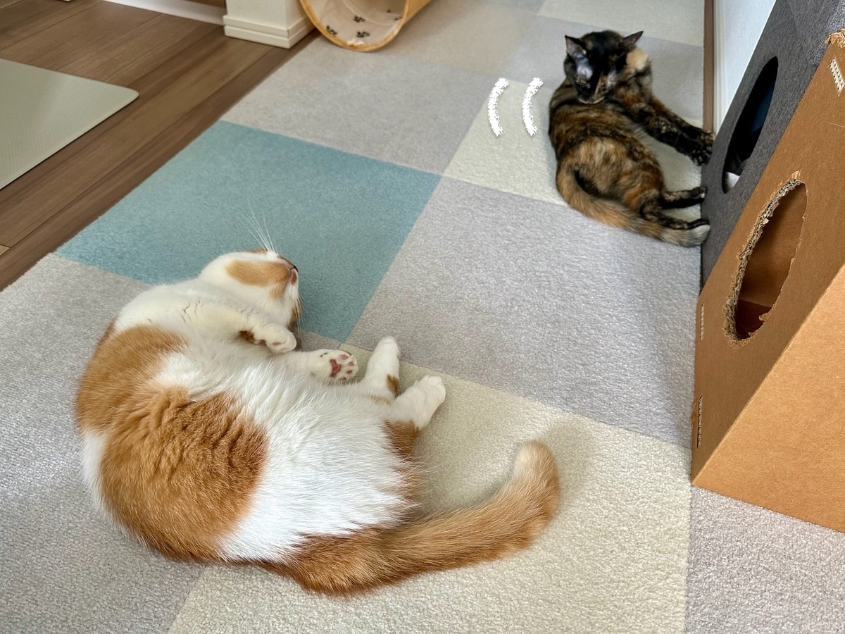 床に転がるるるもな2