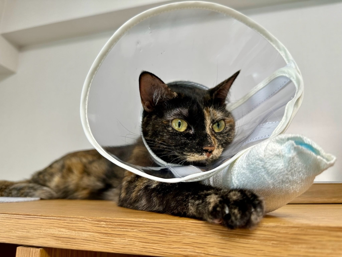 カラー姿のもなちゃん