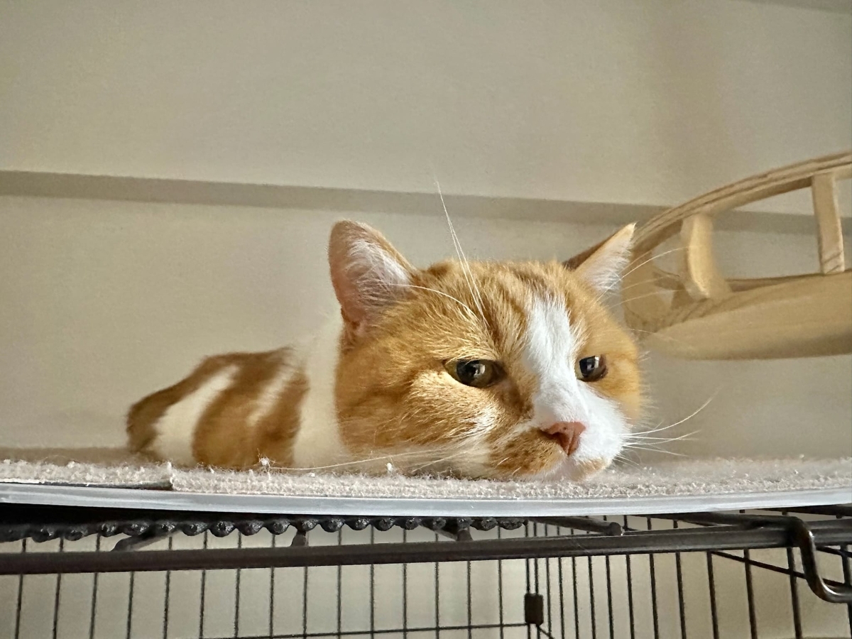 つちねこるるちゃん